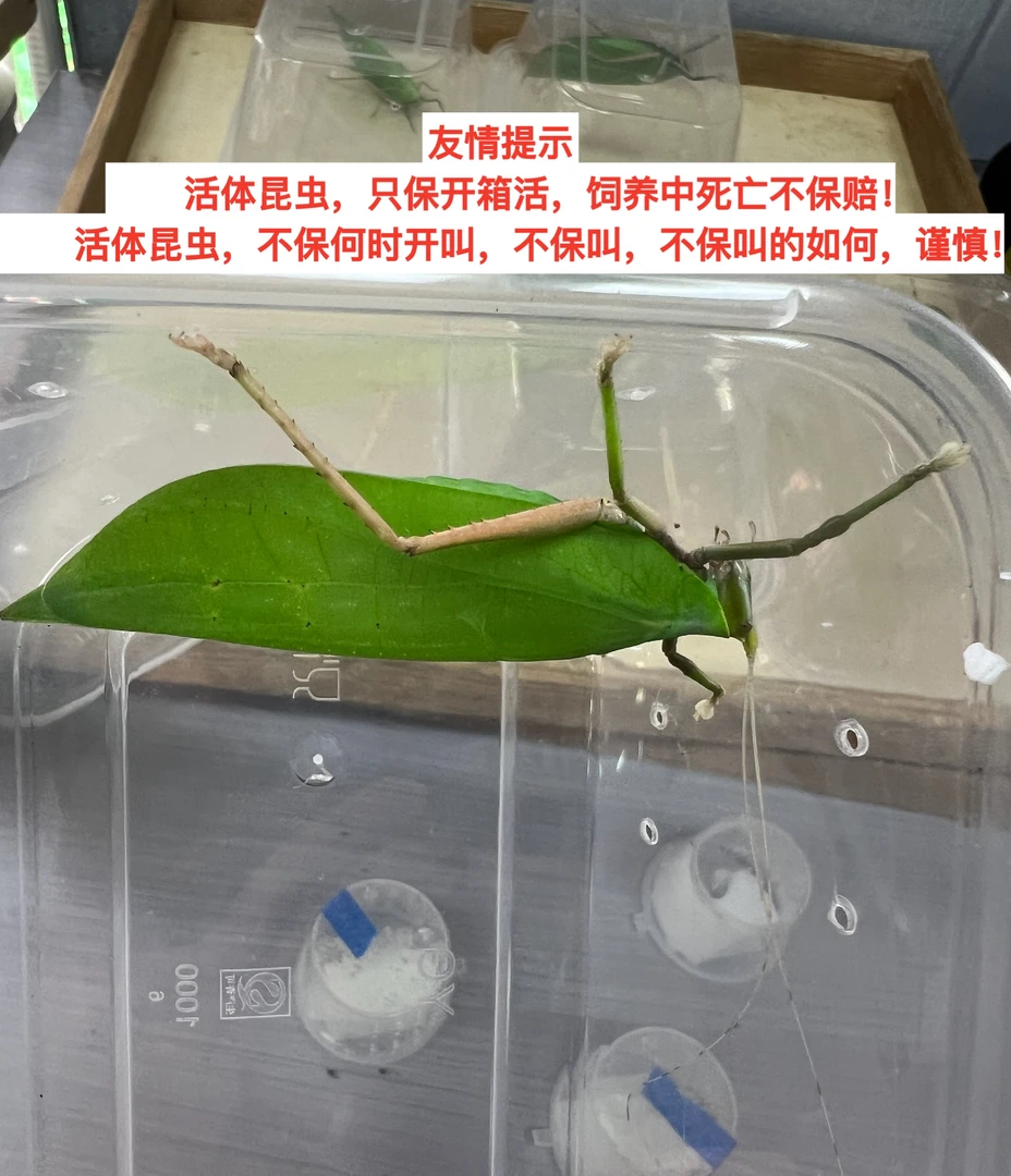 模型盒素背大小弧（断须坏尾不包需签收2小时内开箱视频超时不包）