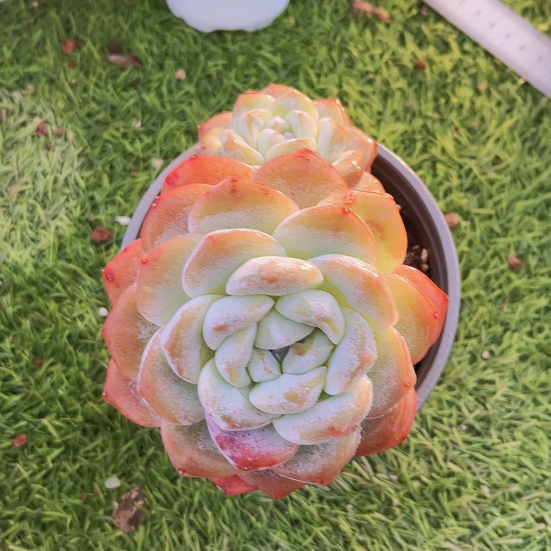 玉蝴蝶13公分9999999