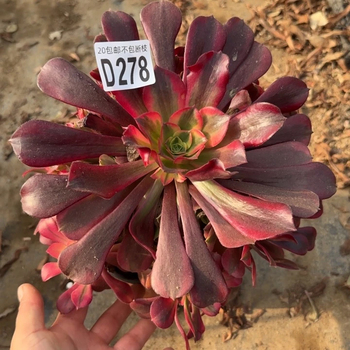 美杜……多肉植物……