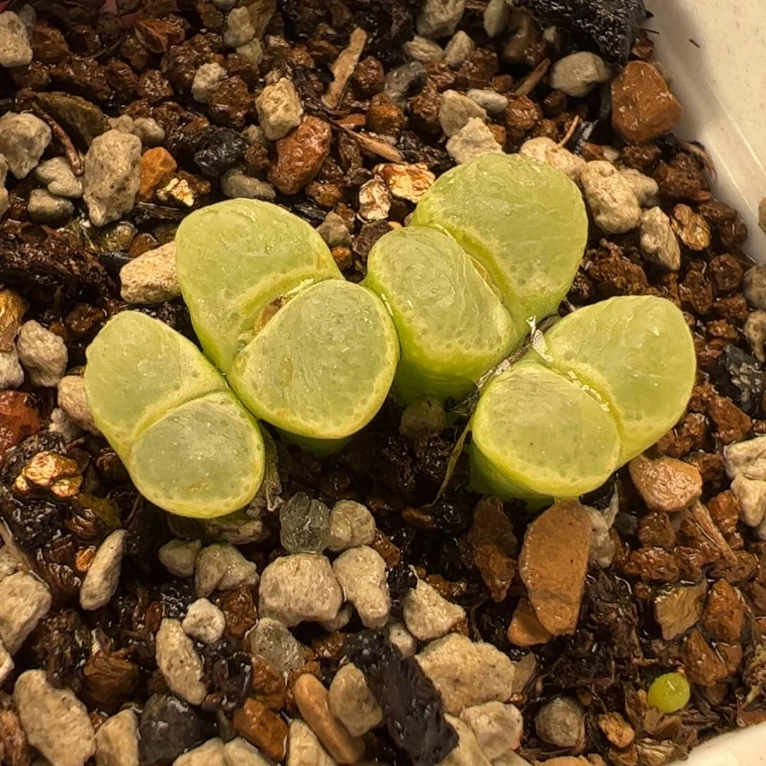 822多肉植物百科