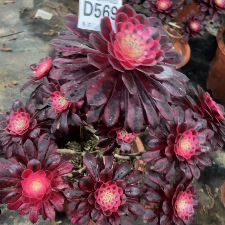 秋*°569黑铜白111111多肉