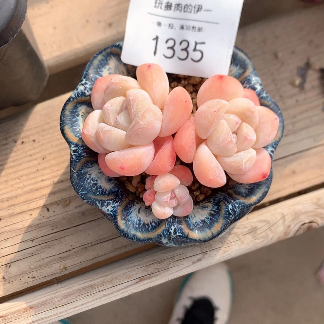 好*?1335 好的专拍连盆一物一拍