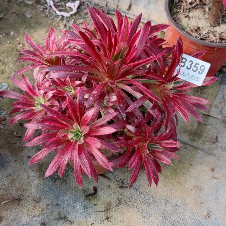 359凤凰锦多肉植物