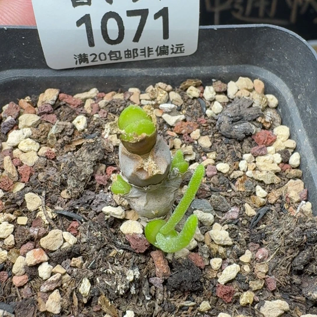 带盆土碧光环。