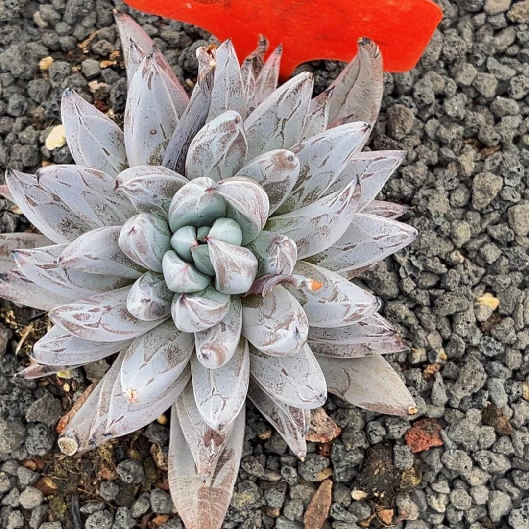 2642号上午多肉植物群生多肉植物