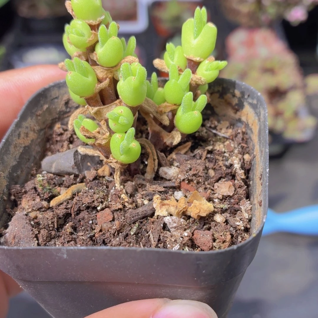 枝干兔子多肉9.9包邮发货