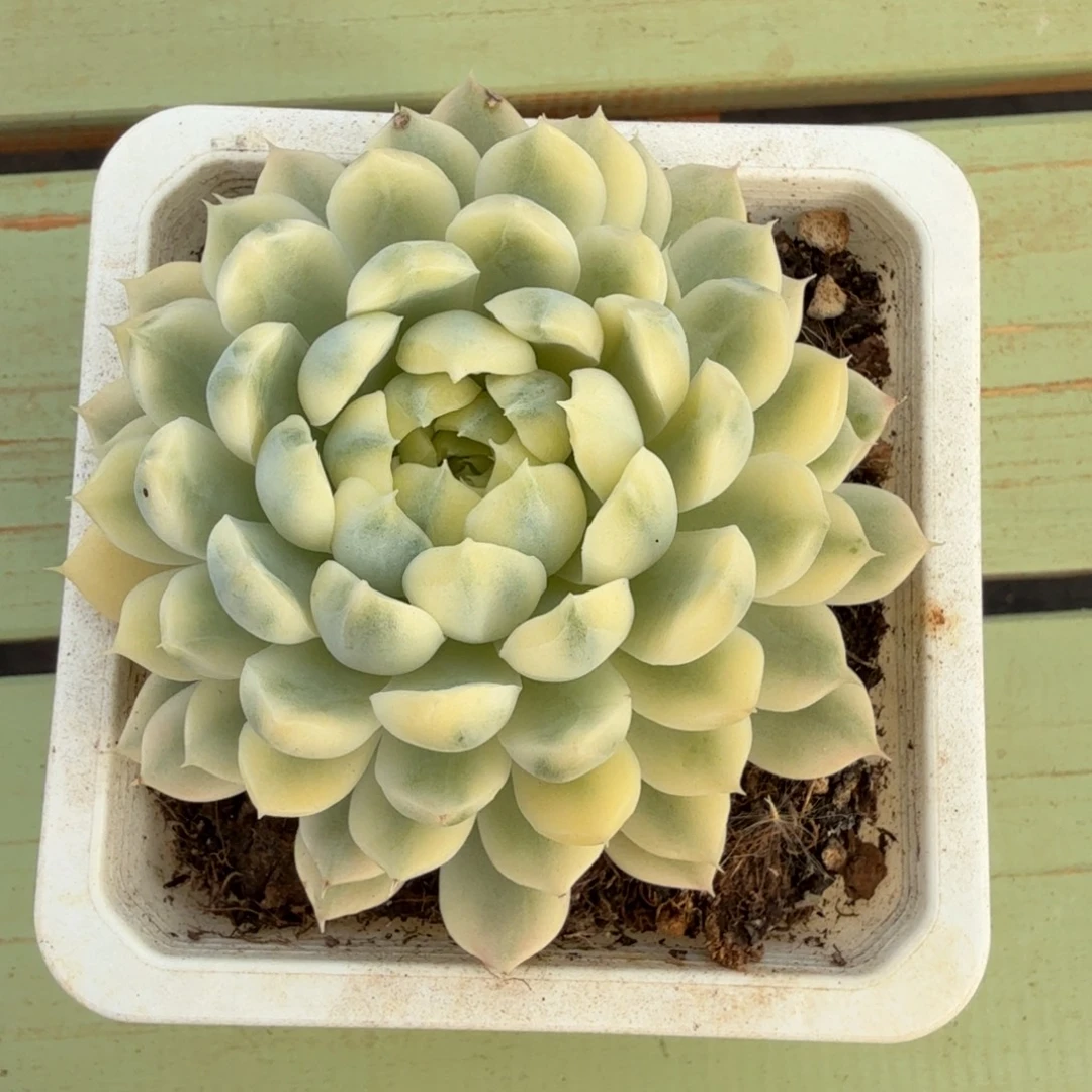 香草月影锦锦上园艺一物一拍