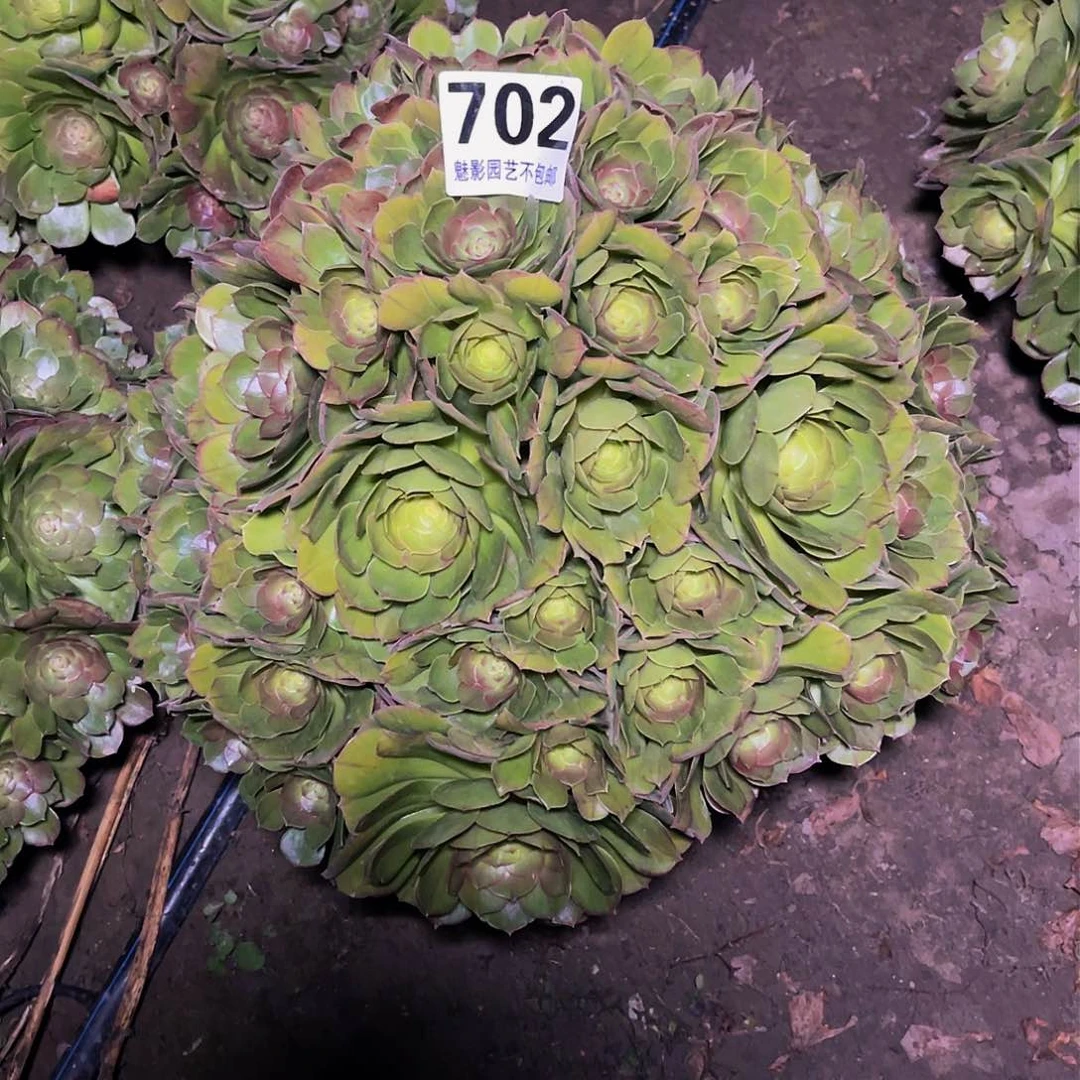 法师法师14/-32包邮法师