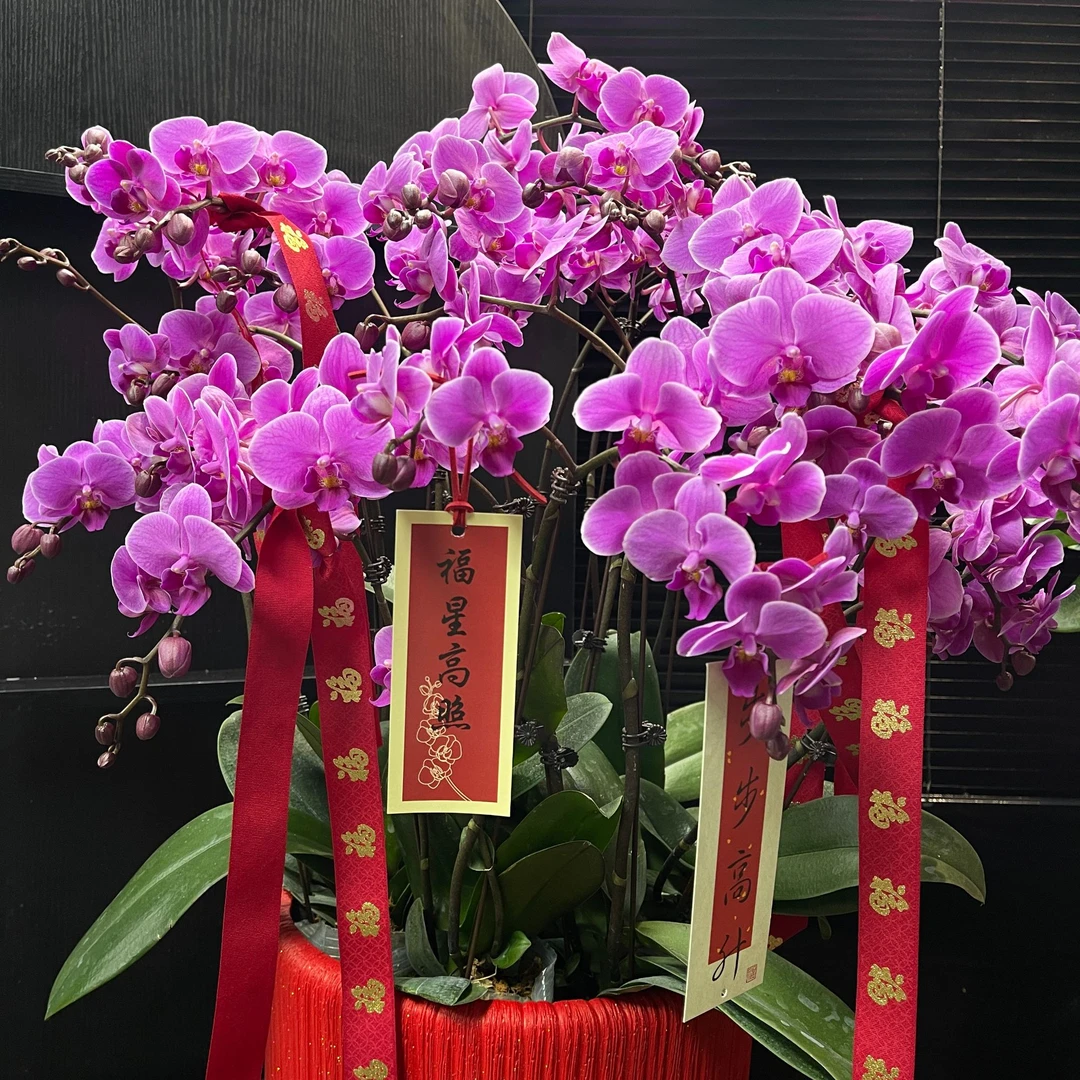 【16剑】万人迷小花蝴蝶兰