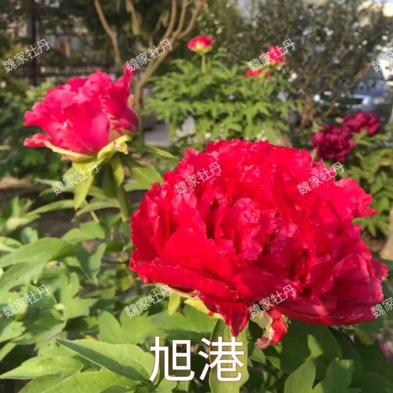 【旭港牡丹】6加仑 红色系盆栽牡丹 原盆原土春季开花带盆发货