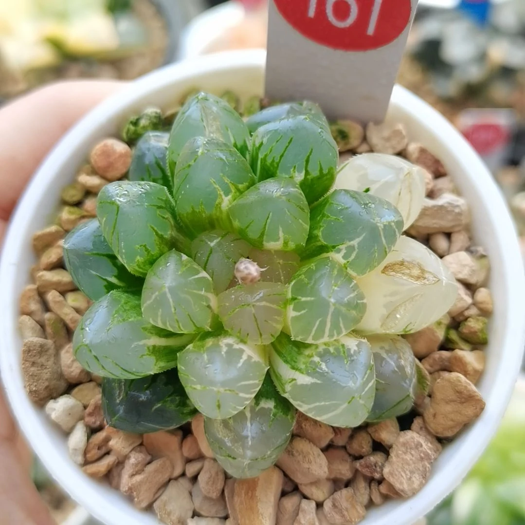 161号玉露锦一物一拍带盆土发货
