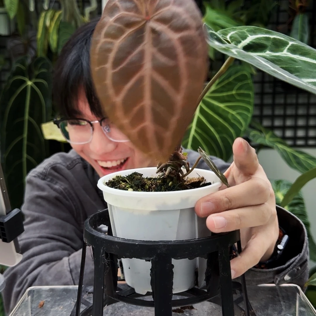 完全开放J191 阿波罗杂红水晶