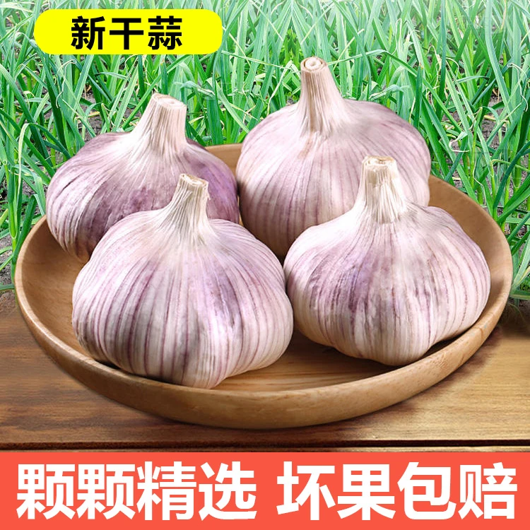 【只做精品】25年十足新干大蒜河南农家紫皮白皮大蒜头辛辣炒菜调味