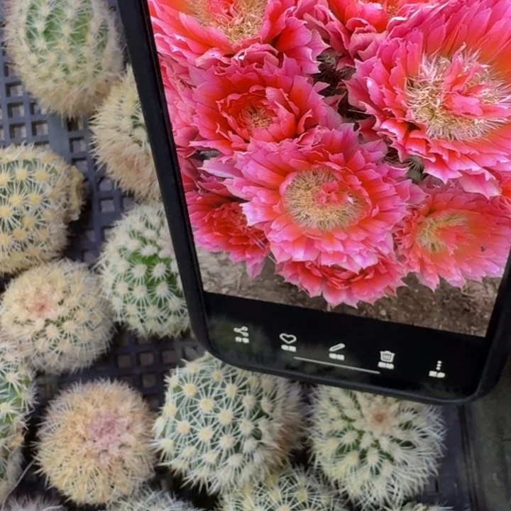 34史蒂夫歪4公分左右无根侧牙，20包邮