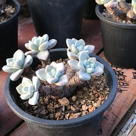 韩货苹果叶仙女棒杯