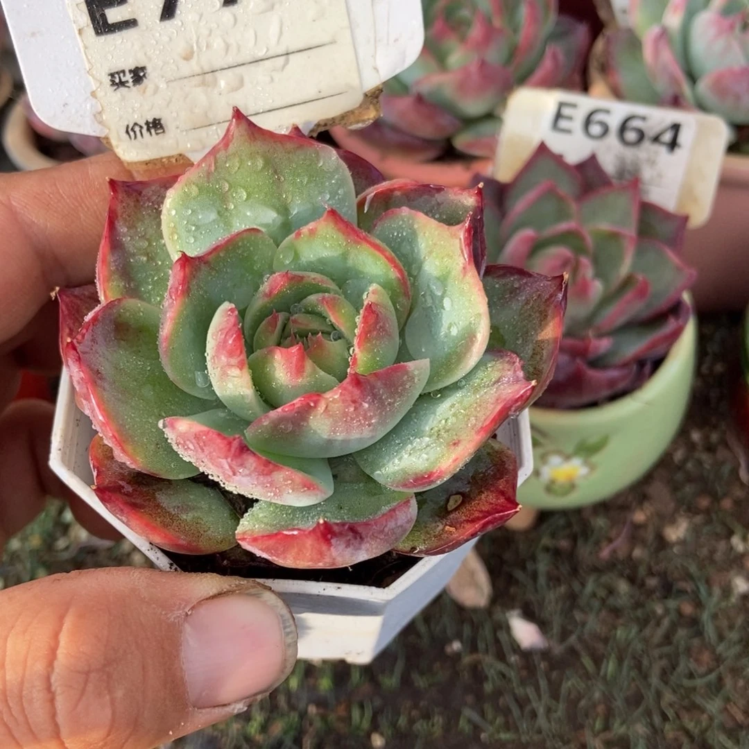 惊鸿一瞥776号楼