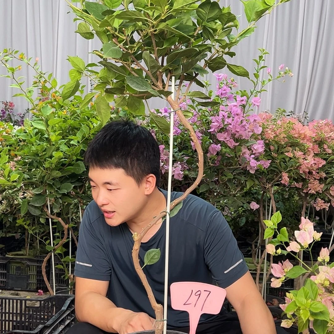 巧***巧当前无花栽培后可以开花L97变色龙