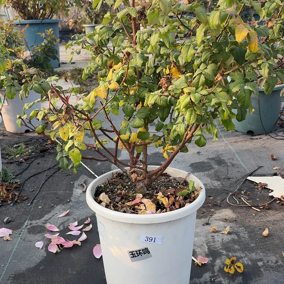 当前无花朵，栽培后可花朵391