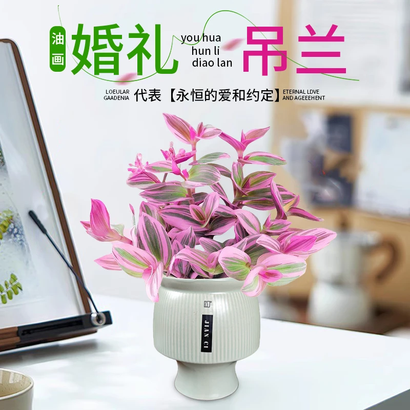 油画婚礼吊兰盆栽办公室桌面室内绿植花卉紫露兰四季常青水培好养