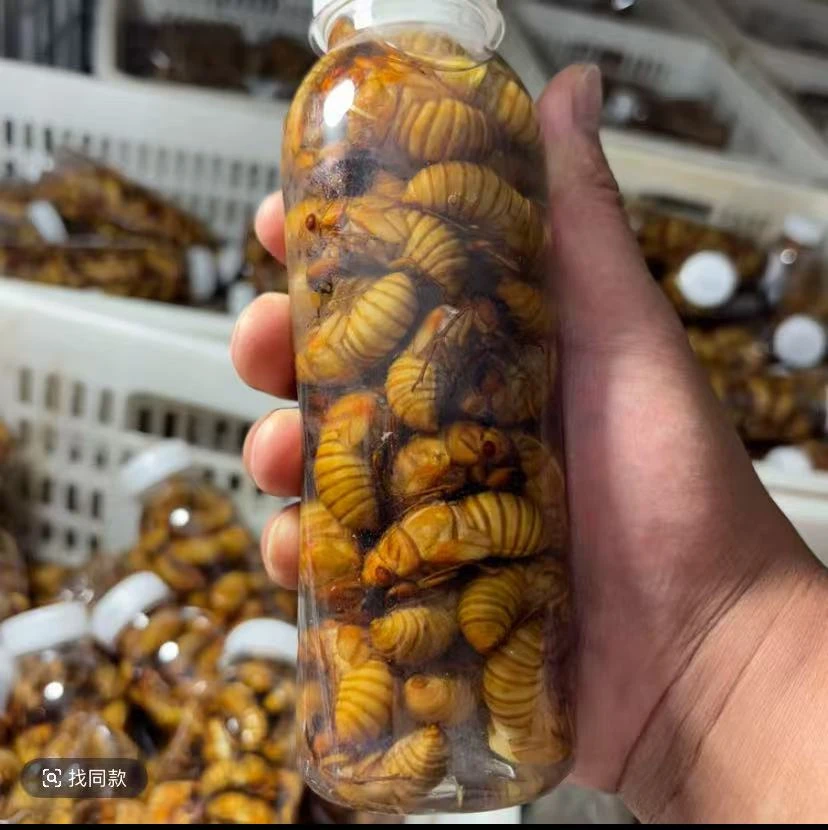 2025年新鲜杜仲金蝉金京东包邮农村树林活体速冻非油炸