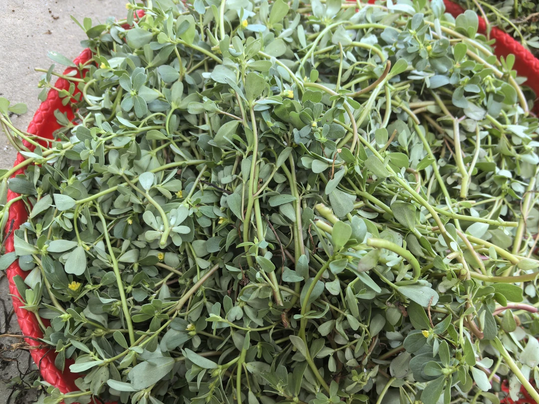 新鲜现挖野生食用马齿苋长寿菜长命菜蚂蚁菜五行菜京东包邮