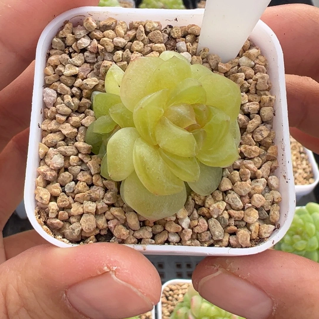 柰***柰185号谪仙晗雨多肉