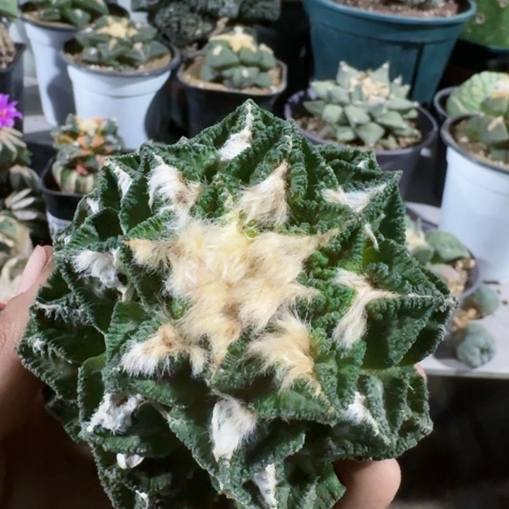 845大风车新顿牡丹仙人球