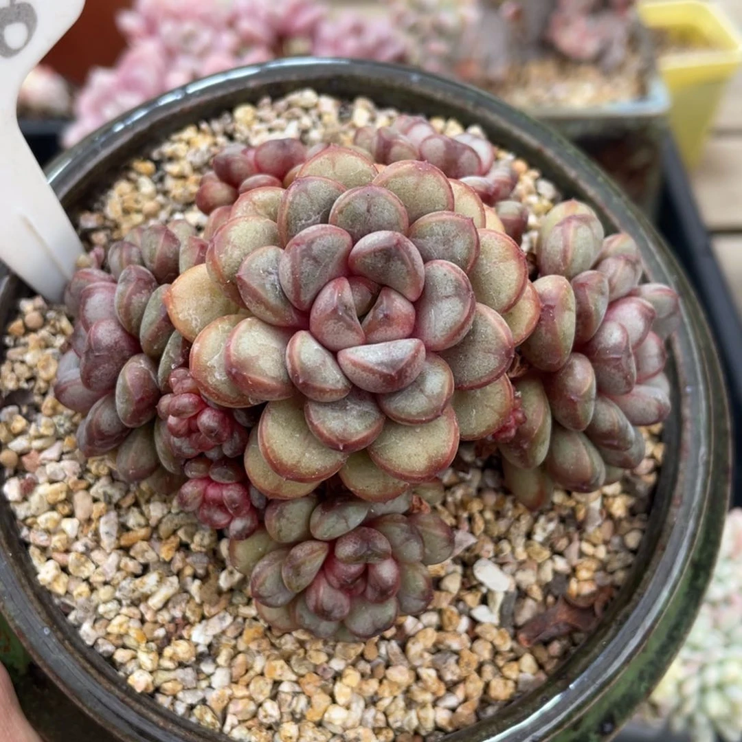 0198葡萄不带盆9厘米