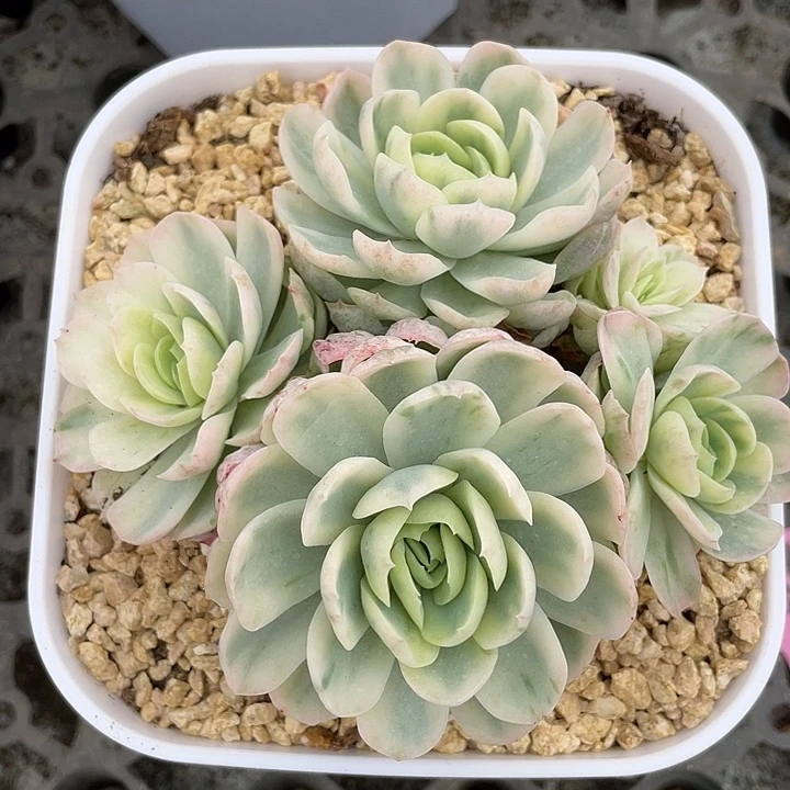 贝瑞锦一物一拍锦龙