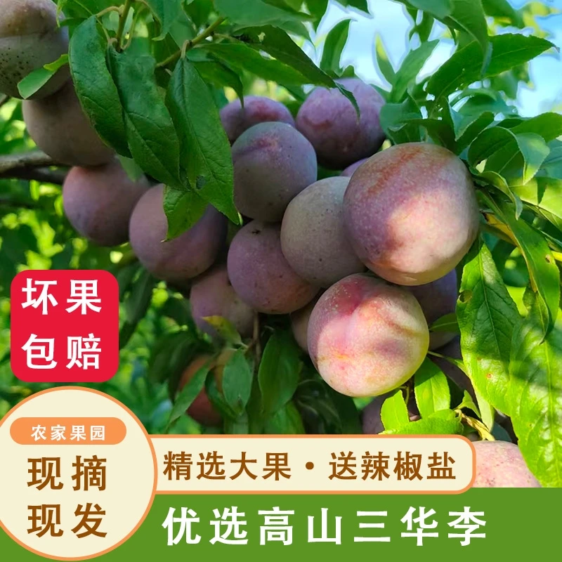 【新鲜速发】新鲜采摘李子毛家三华李红心红肉酸甜三华李