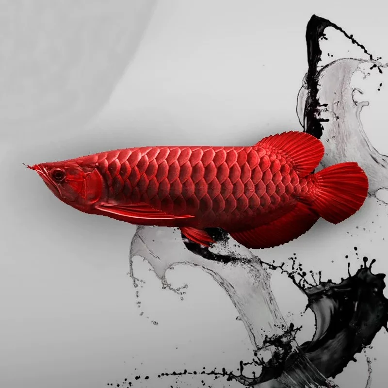 印尼斯巴沃大湖红龙血红龙鱼纯血印尼红龙拍开箱视频过温过水视频