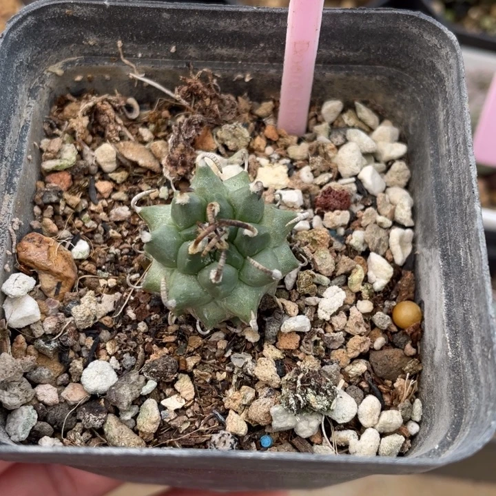 实生娇丽一棵30340000