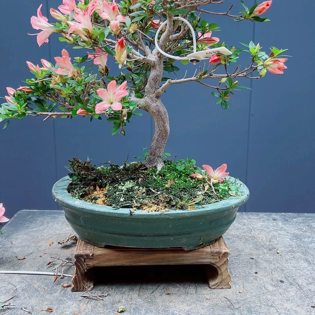 无花朵百*居盆景皋月杜鹃红云2856
