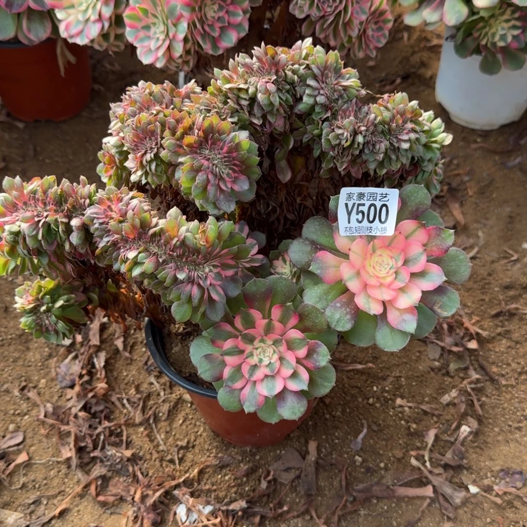 500荔枝官服25左右2