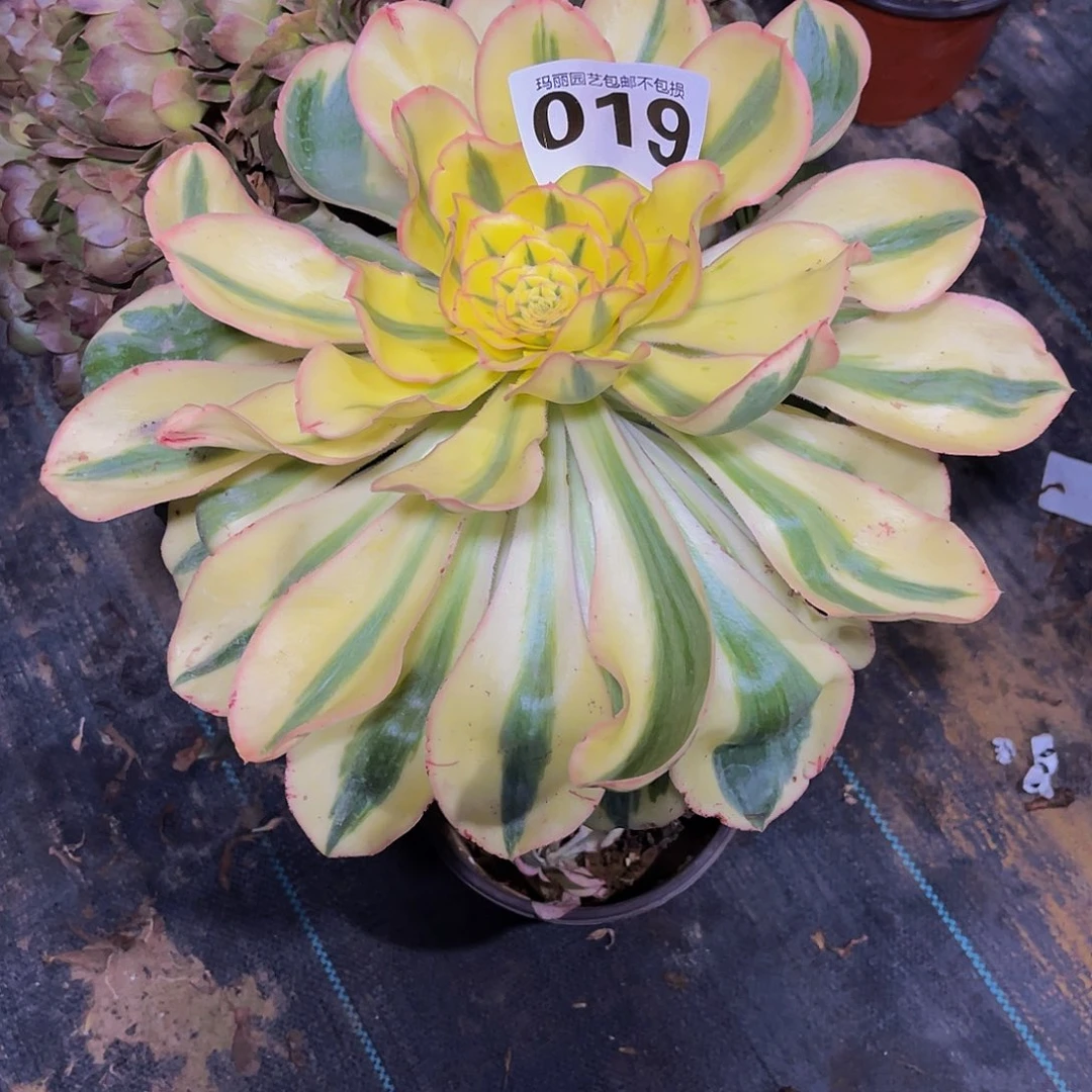 法师法师3-7包邮法师