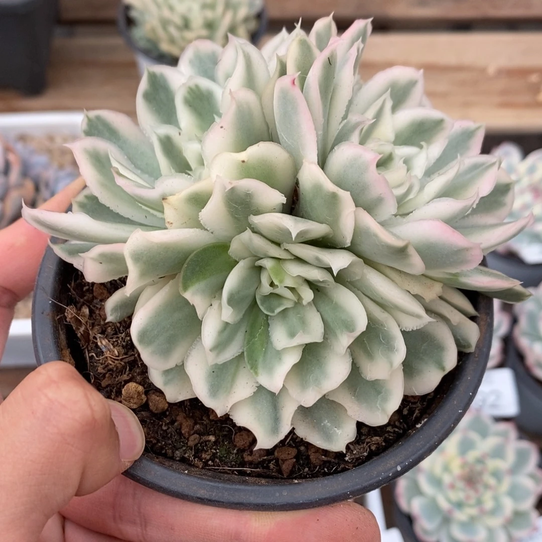 紫蝴蝶多肉植物6996