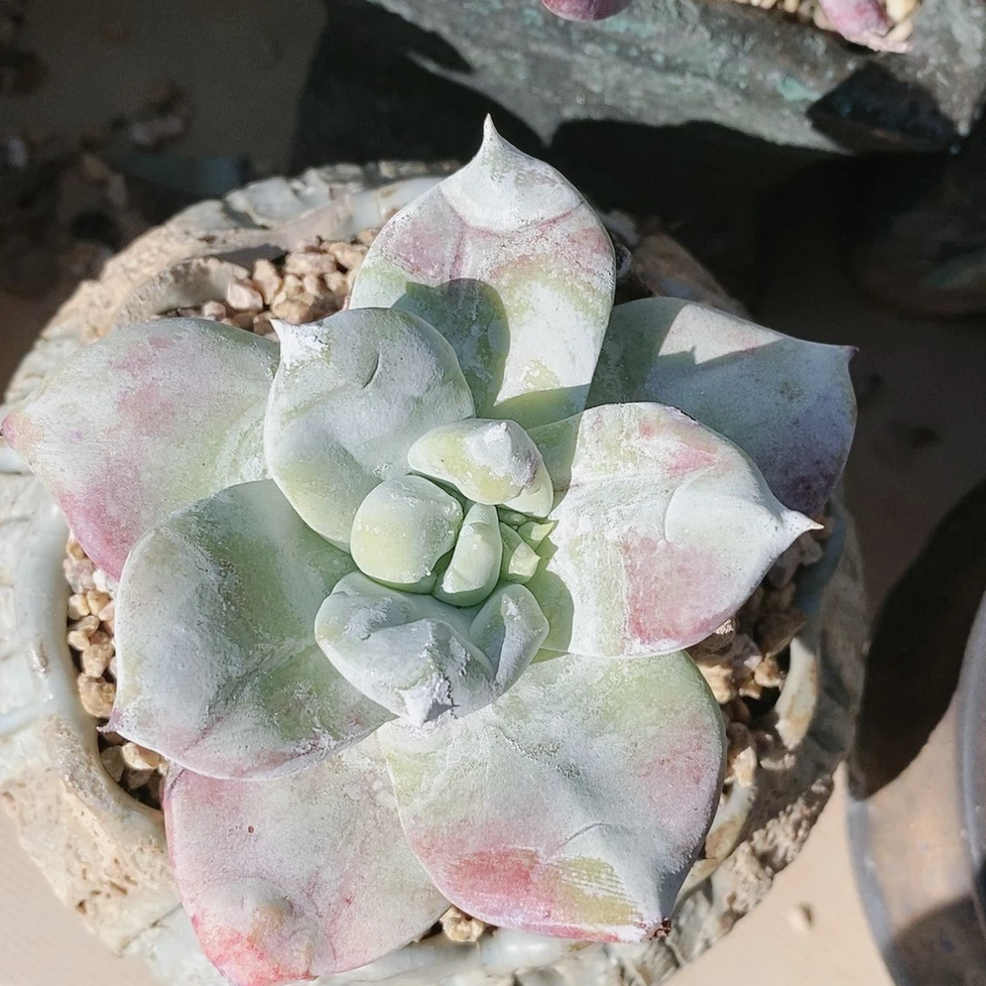 【闪购商品】哈哈哈牡丹苹果叶多肉2103