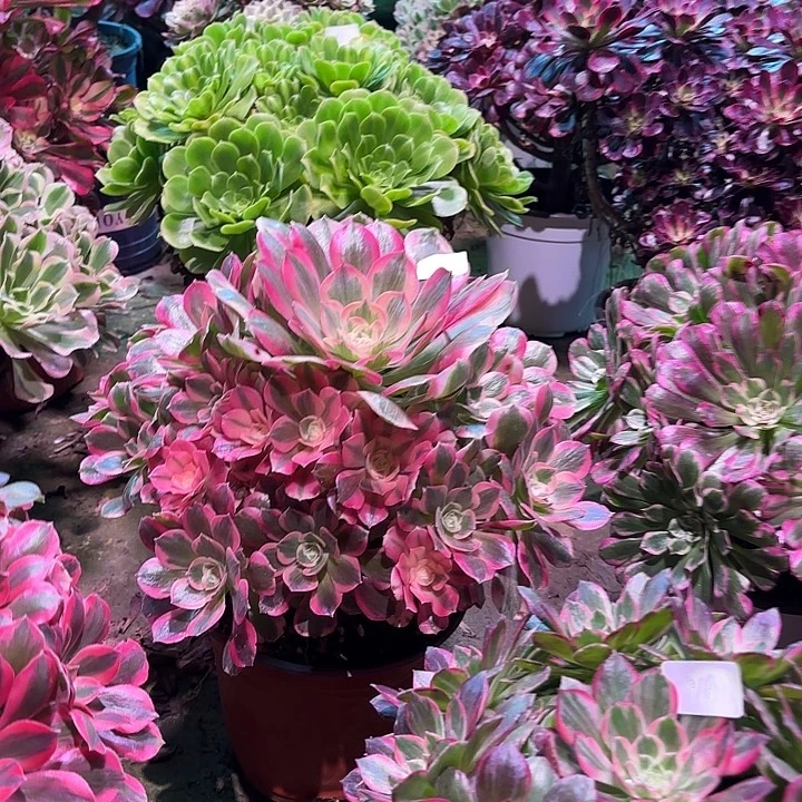 多肉植物女巫00905