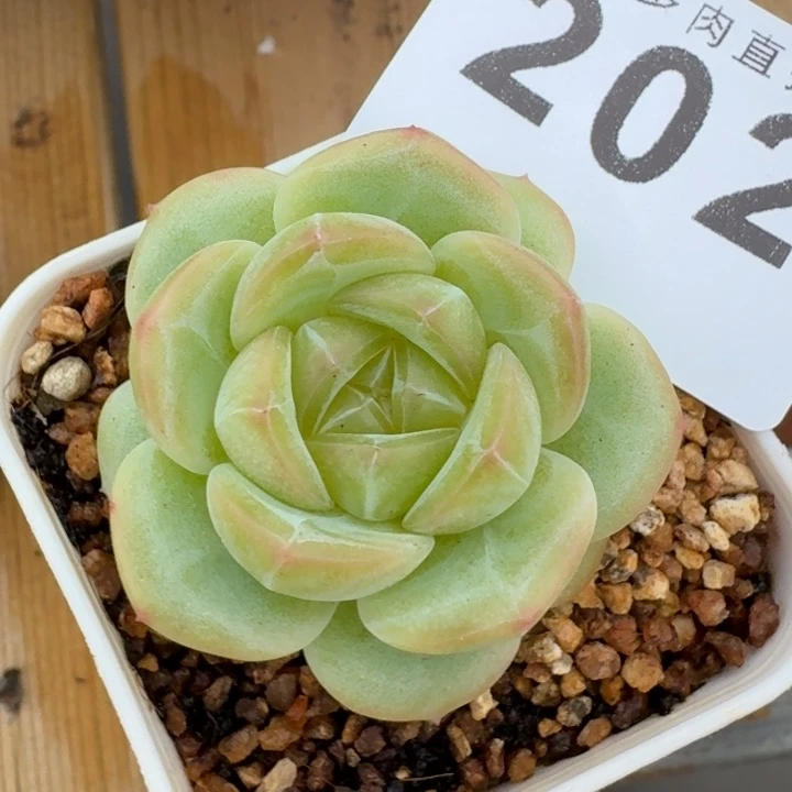 宽叶绿体珍妮            多肉植物