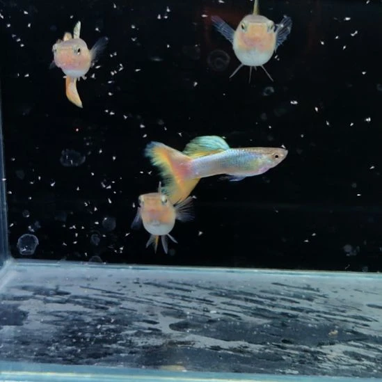 孔雀鱼新加蓝马特里两对