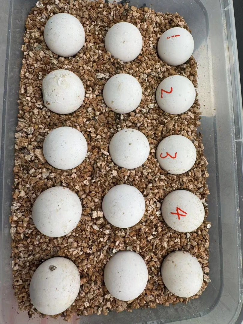 佛罗里达拟鳄乌龟人工精选繁育宽脸爆刺蛤蟆嘴鱼缸观赏宠乌龟蛋