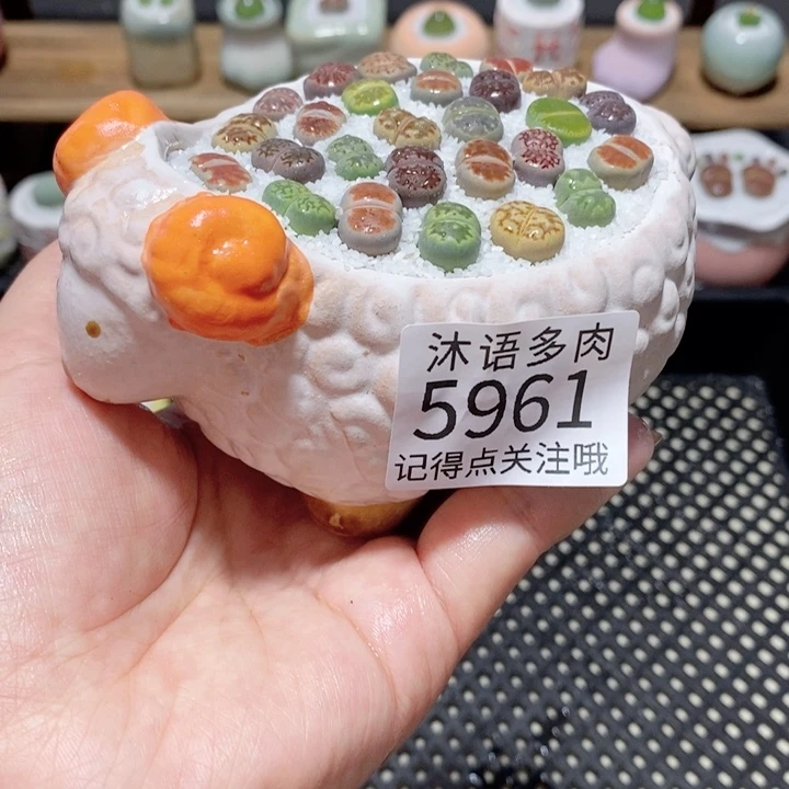 带盆土植物 一物一拍5961