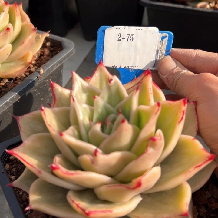 2.75星星拉丝一个脱土