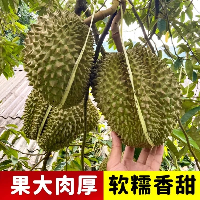 n榴莲果苗南北方种猫山王榴莲正宗云南嫁接金枕地栽盆栽苗