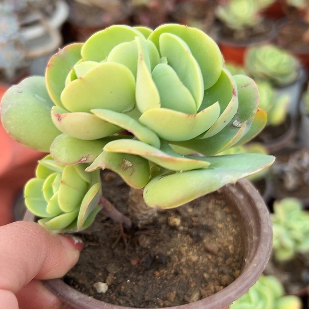 多肉植物鸡蛋碧桃