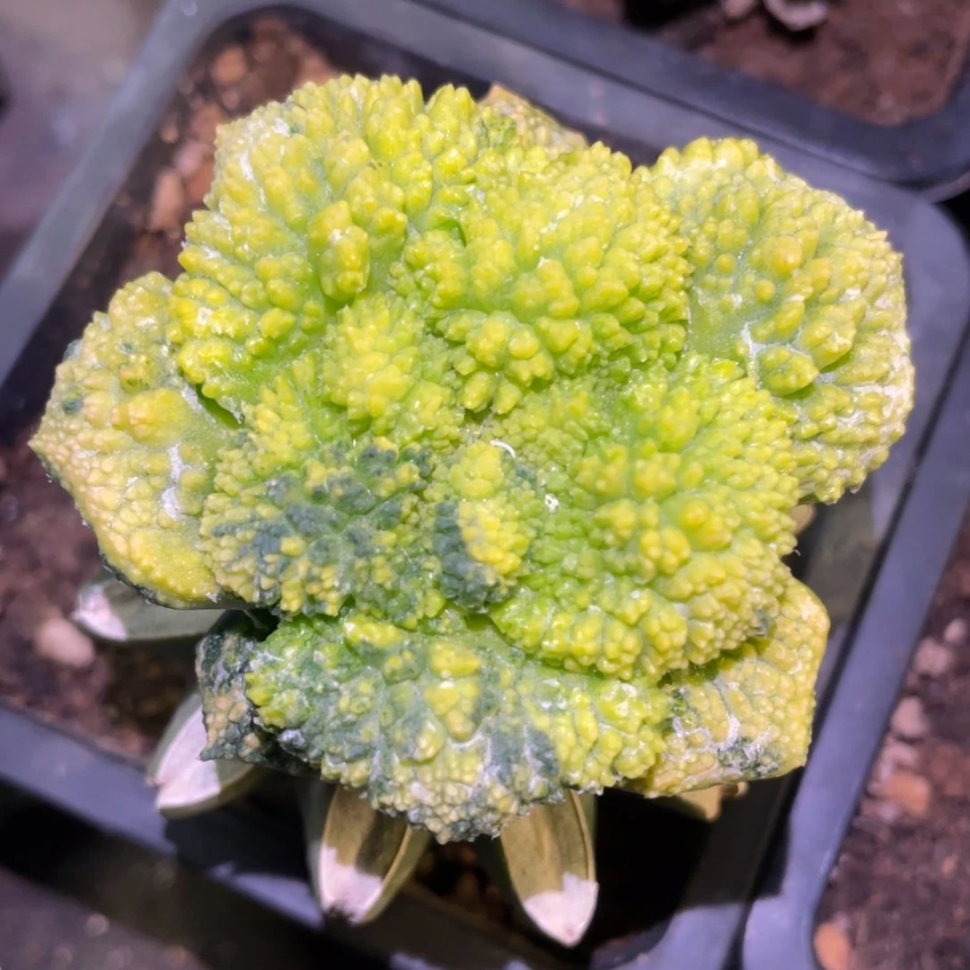 散斑锦 宽犹炸犹哥斯拉牡丹锦