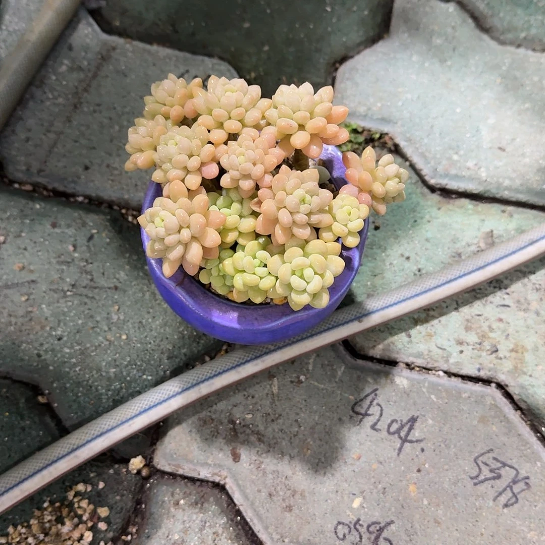 鱼子酱不带盆多肉植物