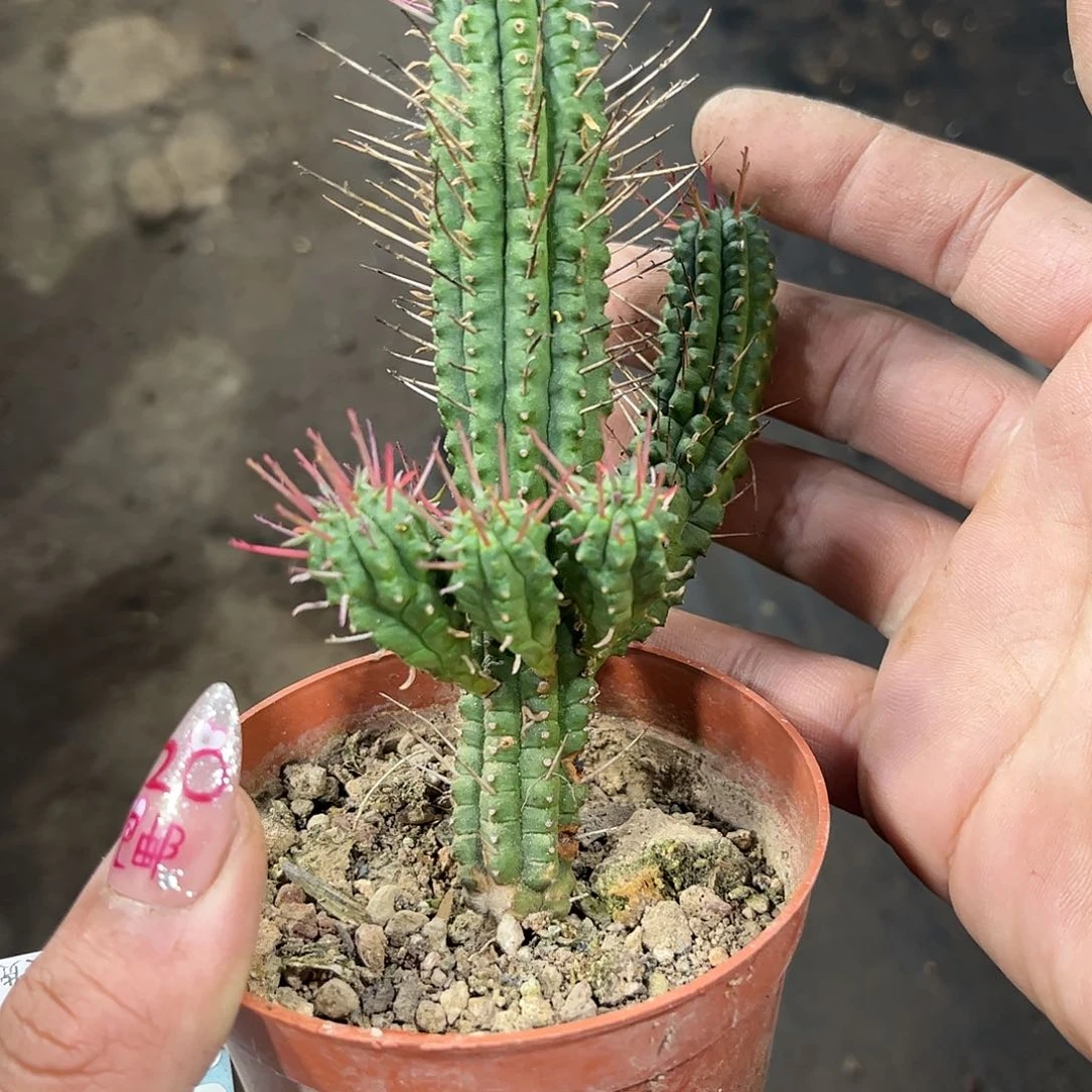 就这个死样子单头发货有根