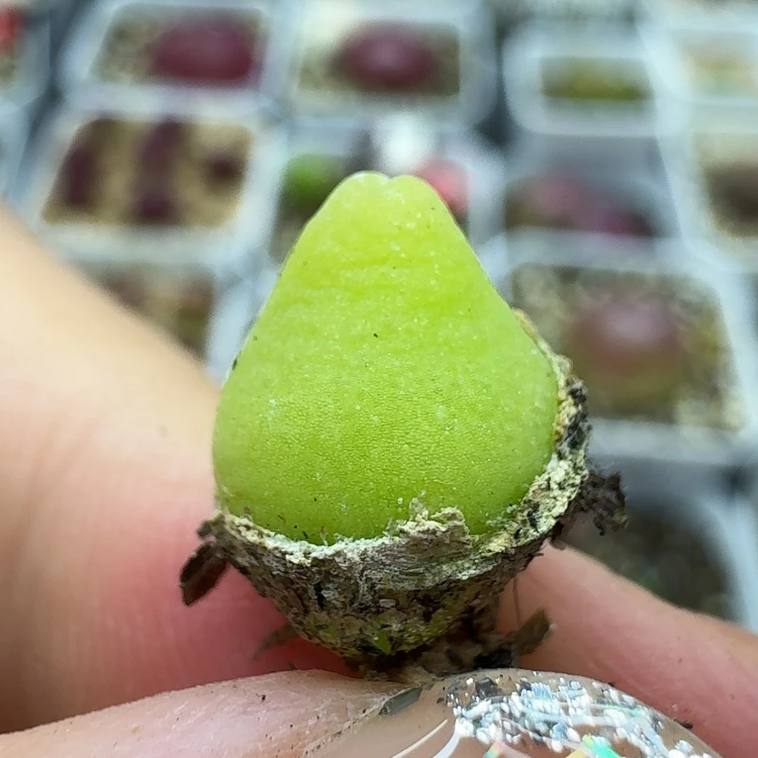 我****子老马生石花大葫芦721