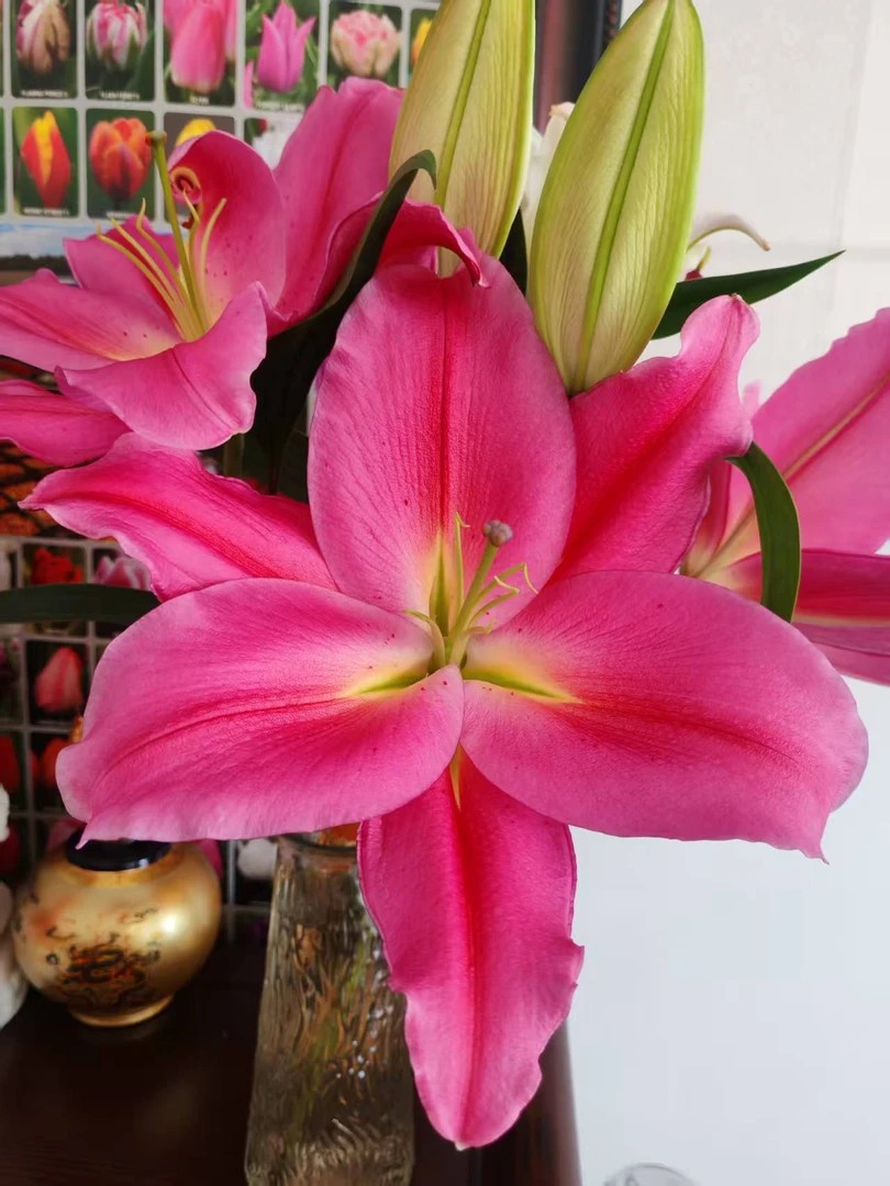 【中国红】红色香水百合鲜花顺丰包邮